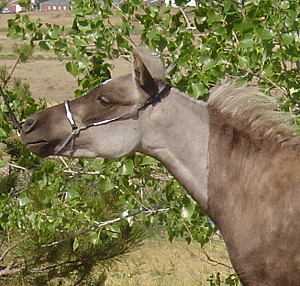 Kisses7-08head web.JPG